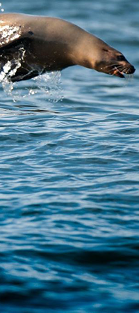 sea-lion-porpoising-panel-200px