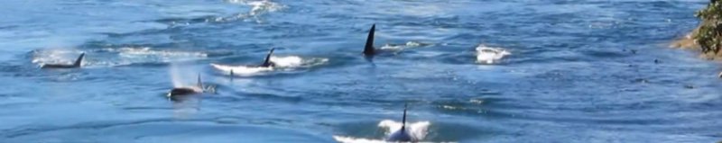 Galiano Orcas – and a Meditation Retreat